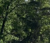 Продать Дачи, коттеджи, загородные дома пос. Лисий Нос, Песочная улица, 3к7   