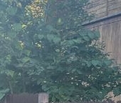 Продать Земельные участки, земля Дружба НИИ Гириконд СНТ   