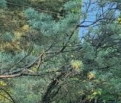 Продать Дачи, коттеджи, загородные дома Чаща садоводческий массив, Политехник СНТ, 2-я линия   