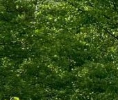 Продать Дачи, коттеджи, загородные дома Мяглово-Карьер садоводческий массив, Керамика СНТ, 15-я линия  634 