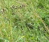 Продать Земельные участки, земля д. Большие Озертицы, 24   