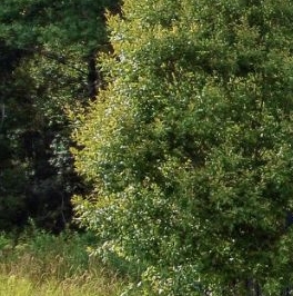 Продажа земли д. Матокса, улица Западная Продажа земли д. Матокса, улица Западная