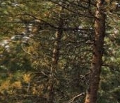 Продать Дачи, коттеджи, загородные дома Северная Жемчужина СНП, 796   